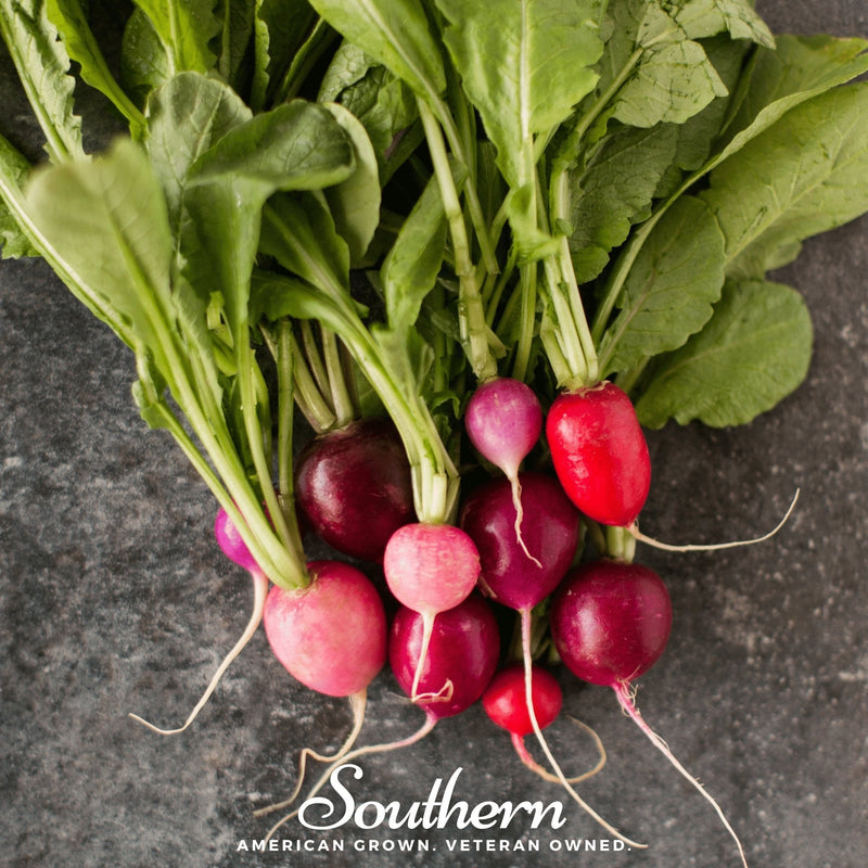 Load image into Gallery viewer, Easter Egg Radish – 250 Seeds
