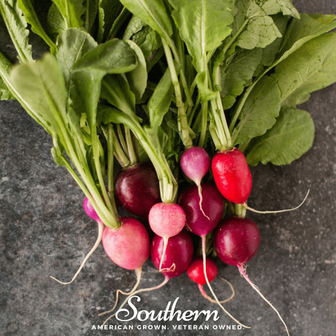 Easter Egg Radish – 250 Seeds, additional product view 2