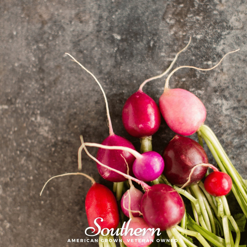 Load image into Gallery viewer, Easter Egg Radish – 250 Seeds
