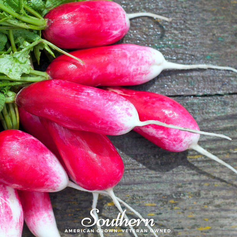 Load image into Gallery viewer, French Breakfast Radish – 250 Seeds
