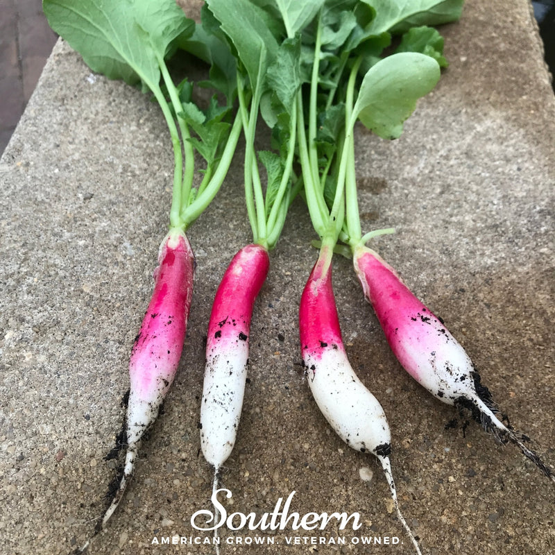 Load image into Gallery viewer, French Breakfast Radish – 250 Seeds

