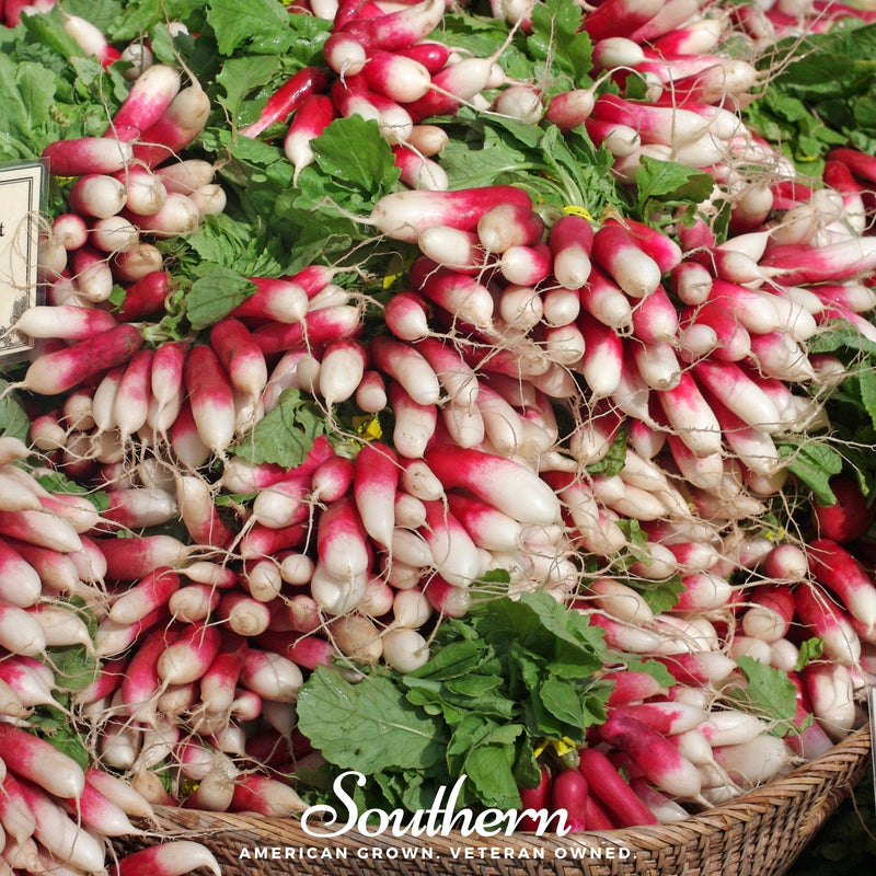 Load image into Gallery viewer, French Breakfast Radish – 250 Seeds
