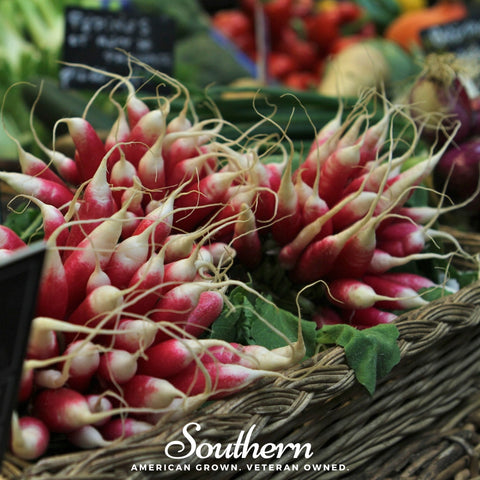 French Breakfast Radish 250 Seeds