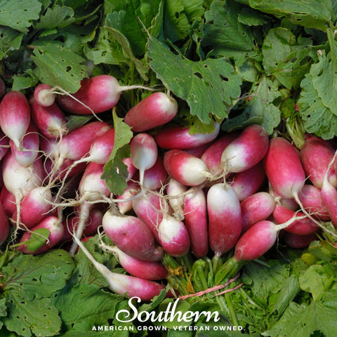 French Breakfast Radish – 250 Seeds, additional product view 2