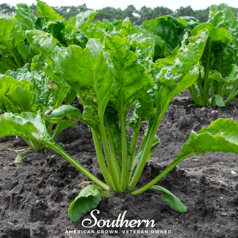 Load image into Gallery viewer, Hailstone Radish – 100 Seeds
