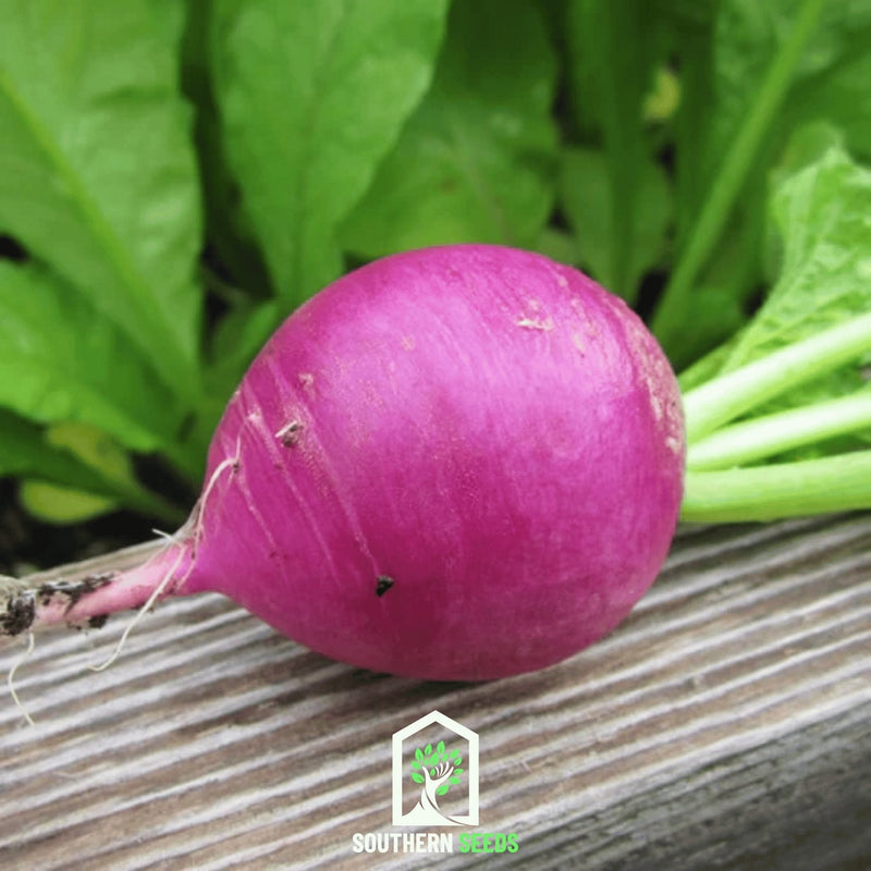 Load image into Gallery viewer, Purple Plum Radish – 250 Seeds
