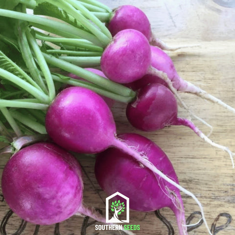 Purple Plum Radish 250 Seeds
