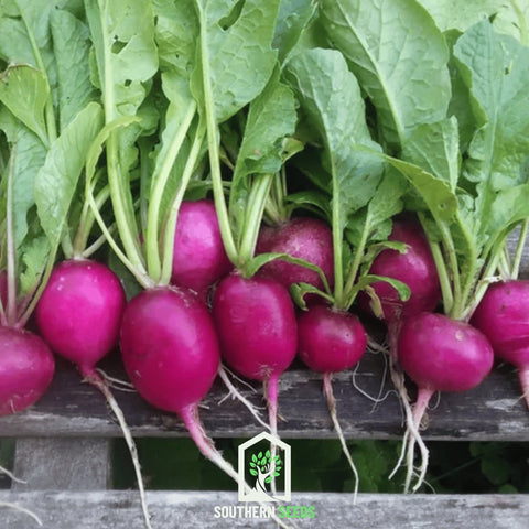 Purple Plum Radish – 250 Seeds, additional product view 2