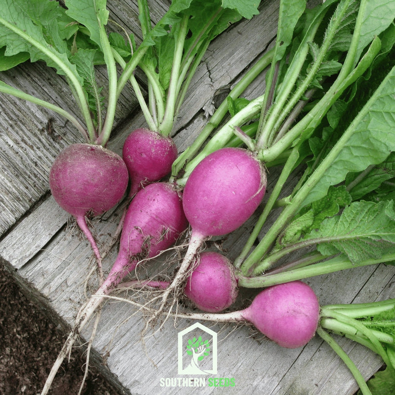 Load image into Gallery viewer, Purple Plum Radish – 250 Seeds

