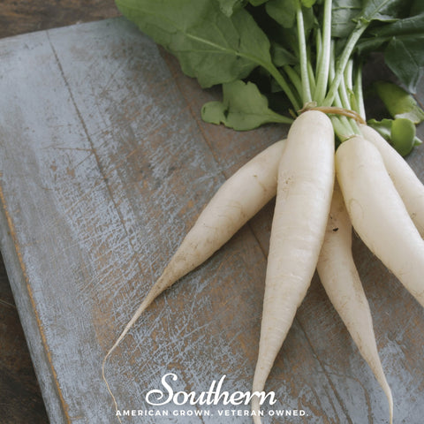 White Icicle Radish seeds package, 100 count, GrowTime Garden Supply