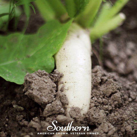 White Icicle Radish – 100 Seeds, additional product view 2