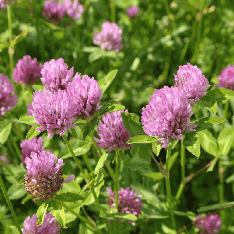 Load image into Gallery viewer, Red Clover – 200 Seeds
