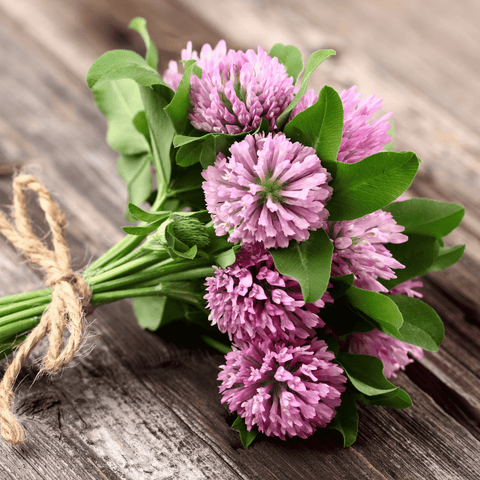 Red Clover – 200 Seeds, additional product view 2