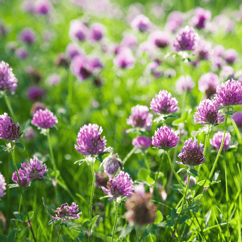 Load image into Gallery viewer, Red Clover – 200 Seeds
