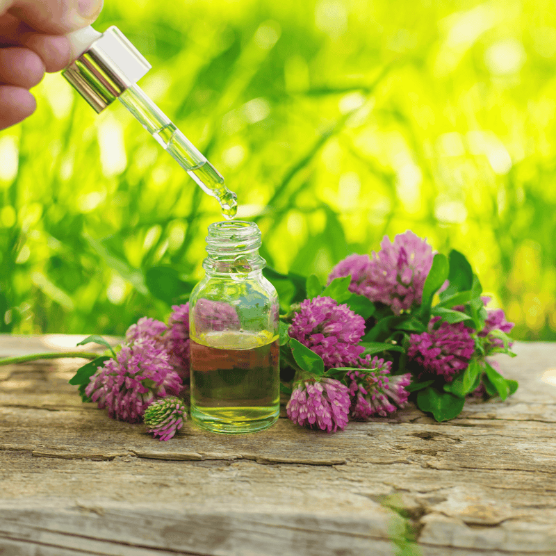 Load image into Gallery viewer, Red Clover – 200 Seeds
