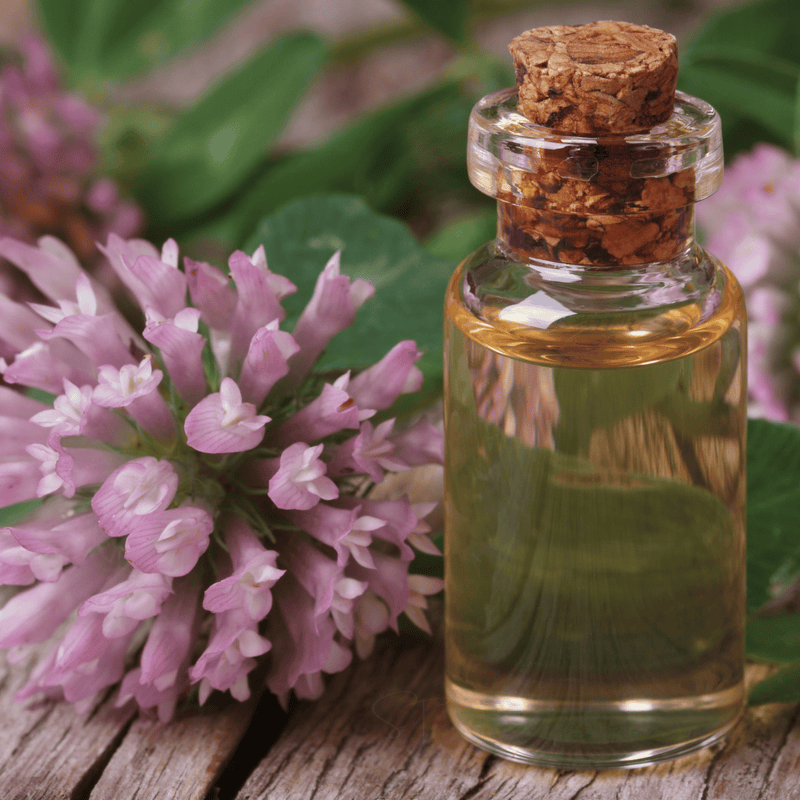 Load image into Gallery viewer, Red Clover – 200 Seeds
