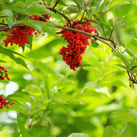 Red Elderberry seeds package, 50 count, GrowTime Garden Supply