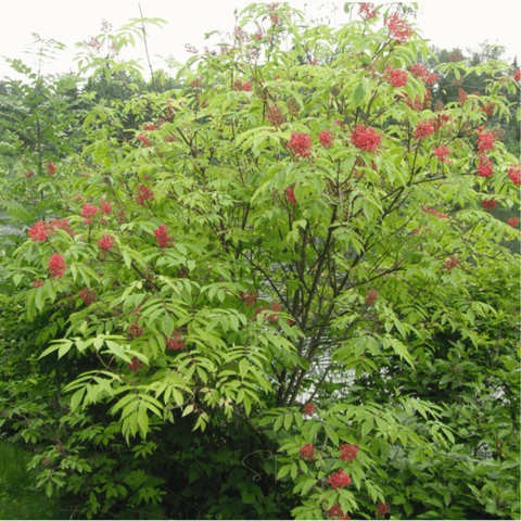 Red Elderberry – 50 Seeds, additional product view 2