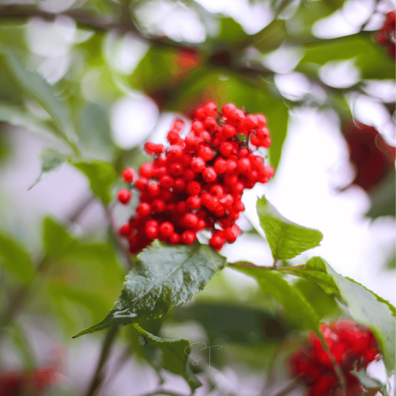 Load image into Gallery viewer, Red Elderberry – 50 Seeds
