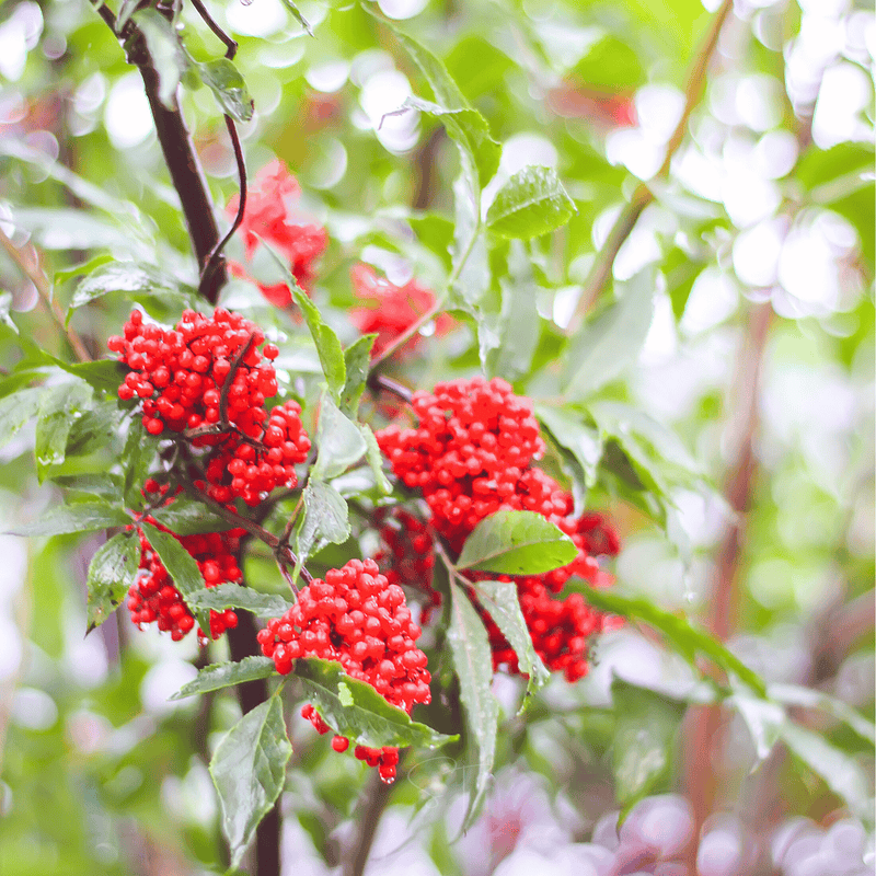 Load image into Gallery viewer, Red Elderberry – 50 Seeds
