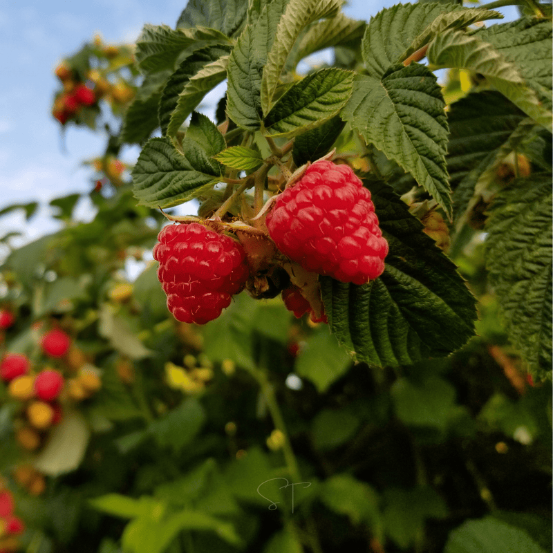 Load image into Gallery viewer, Red European Raspberry – 30 Seeds
