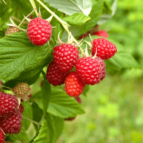 Red European Raspberry 30 Seeds