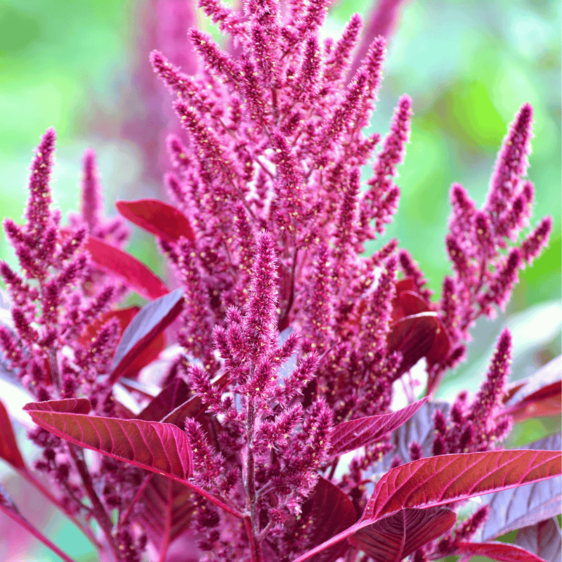 Load image into Gallery viewer, Red Garnet Amaranth – 250 Seeds
