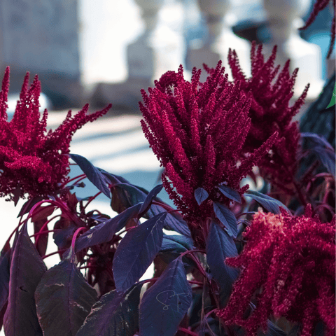 Red Garnet Amaranth – 250 Seeds, additional product view 2