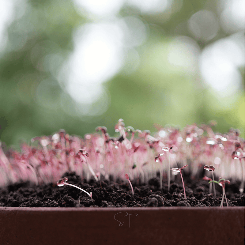 Load image into Gallery viewer, Red Garnet Amaranth – 250 Seeds
