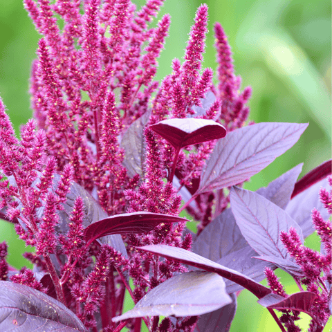 Red Garnet Amaranth seeds package, 250 count, GrowTime Garden Supply