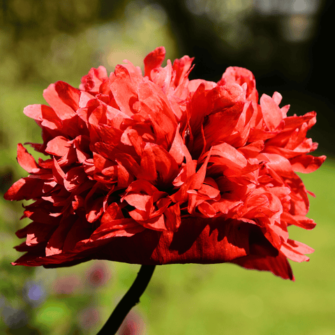 Red Peony Poppy – 100 Seeds, additional product view 2