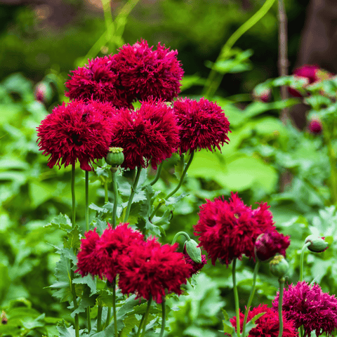 Red Peony Poppy 100 Seeds