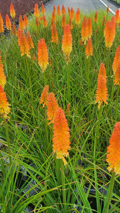 Red Hot Poker | Torch Lily | Kniphofia 'Backdraft', additional product view 2