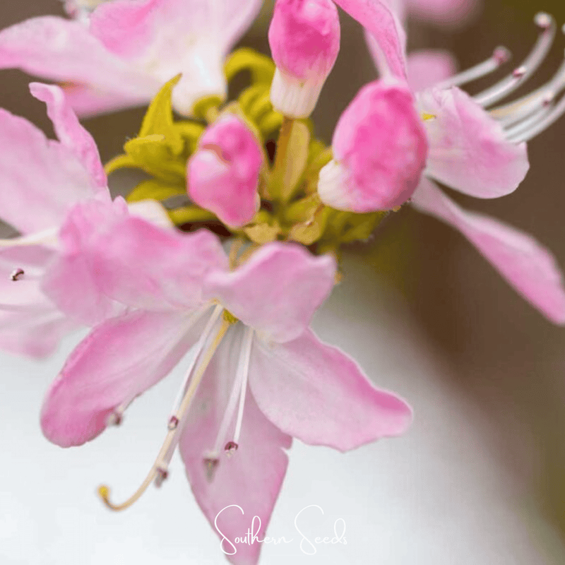 Load image into Gallery viewer, Carolina Azalea Rhododendron – 100 Seeds
