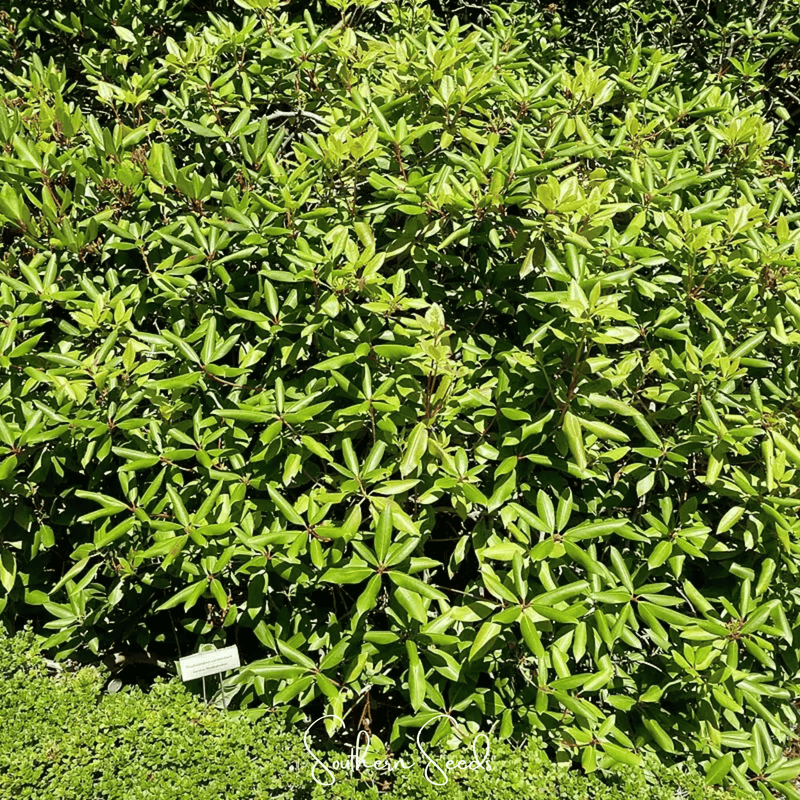 Load image into Gallery viewer, Carolina Azalea Rhododendron – 100 Seeds
