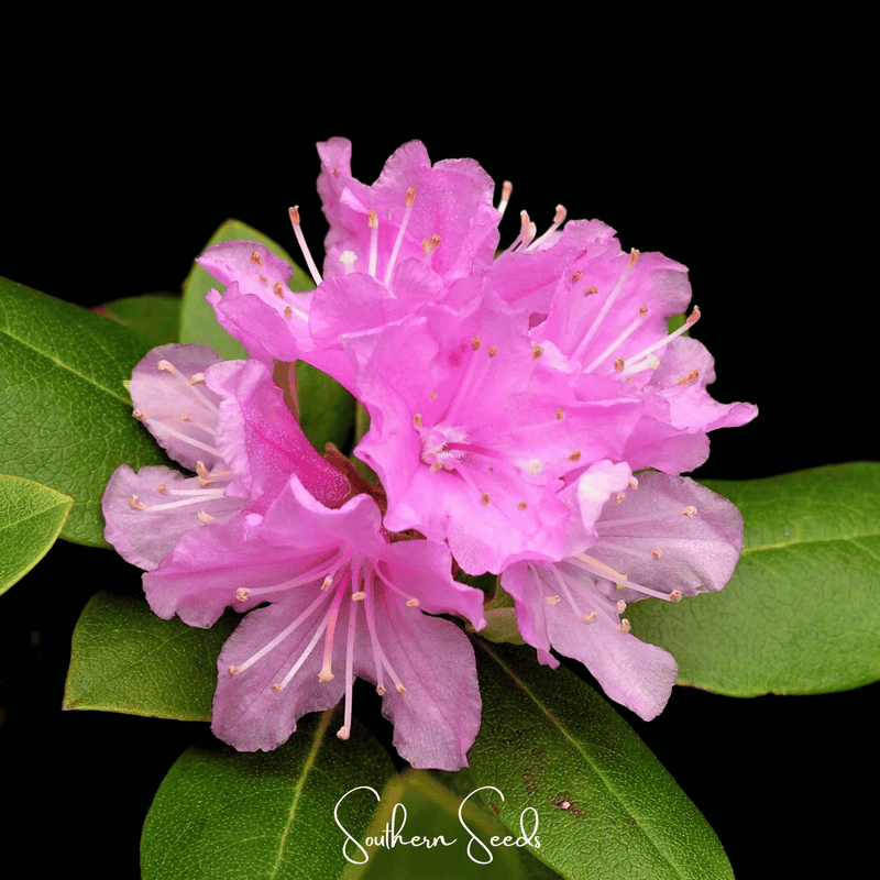Load image into Gallery viewer, Carolina Azalea Rhododendron – 100 Seeds
