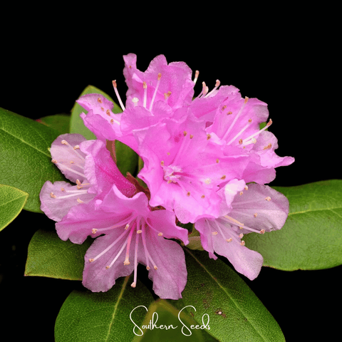 Carolina Azalea Rhododendron – 100 Seeds, additional product view 2