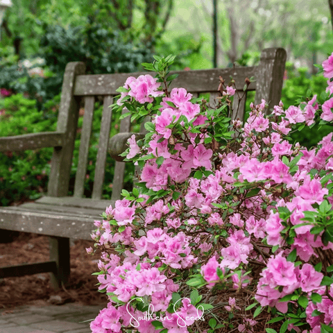 Carolina Azalea Rhododendron 100 Seeds