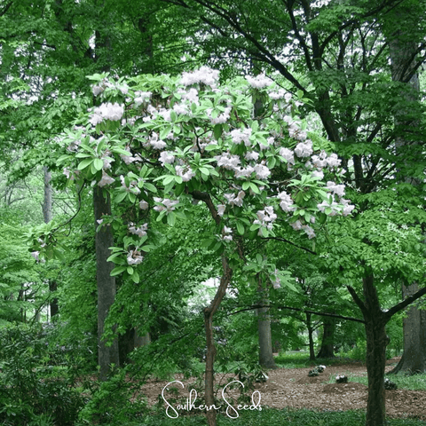 Fortune Rhododendron – 100 Seeds, additional product view 2