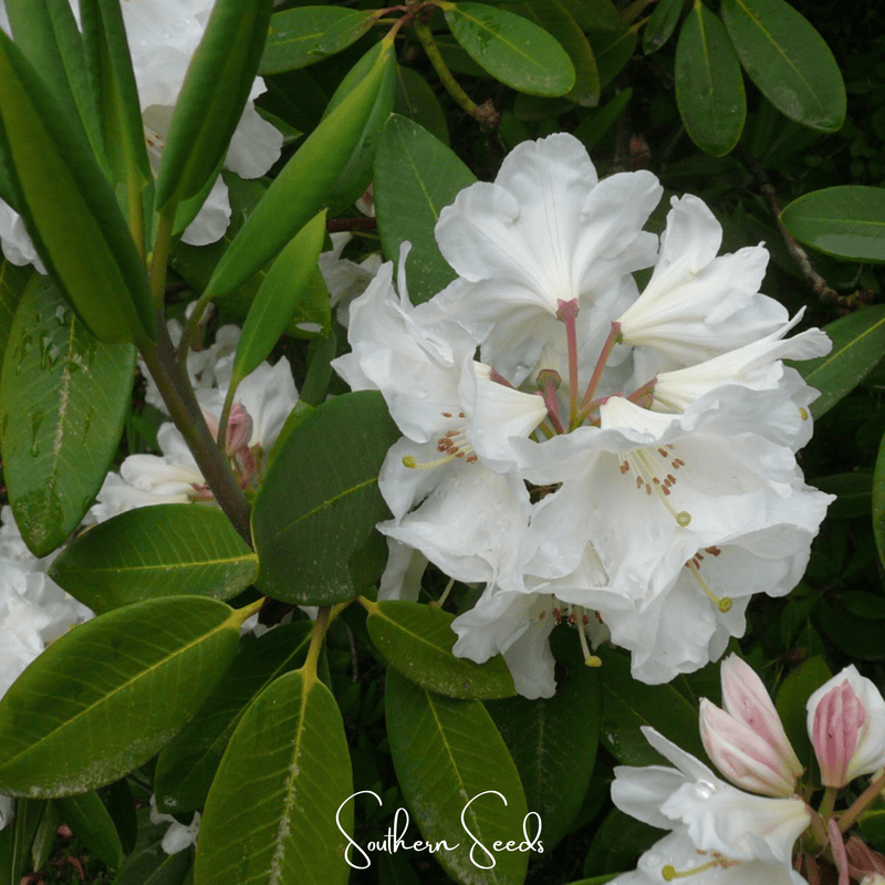 Load image into Gallery viewer, Fortune Rhododendron – 100 Seeds
