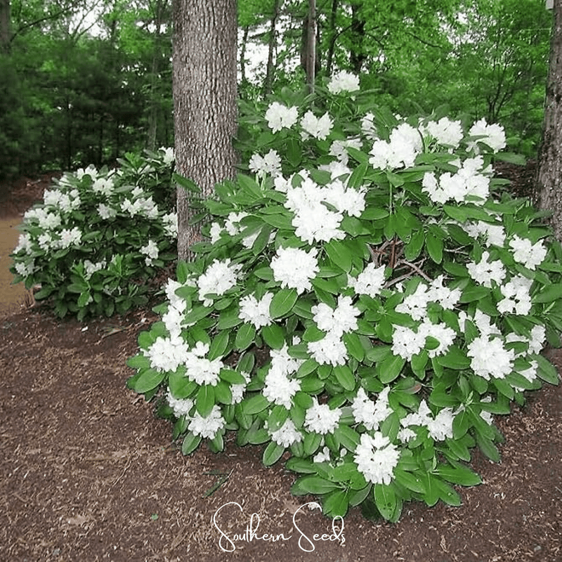 Load image into Gallery viewer, Fortune Rhododendron – 100 Seeds
