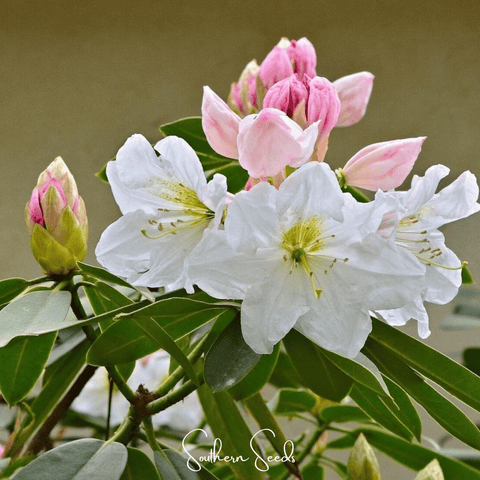 Fortune Rhododendron 100 Seeds
