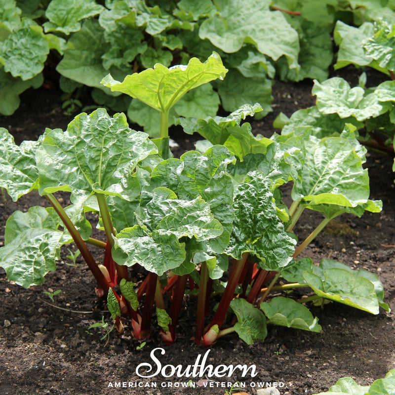 Load image into Gallery viewer, Glaskins Perpetual Rhubarb – 30 Seeds
