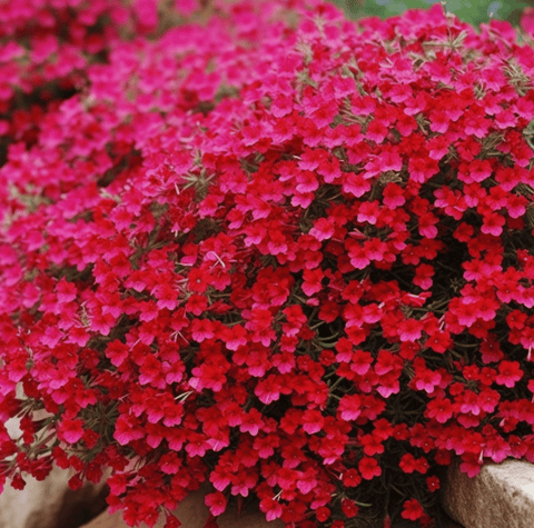 Cascade Red Rockcress – 50 Seeds, additional product view 2