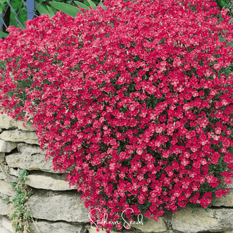 Load image into Gallery viewer, Cascade Red Rockcress – 50 Seeds
