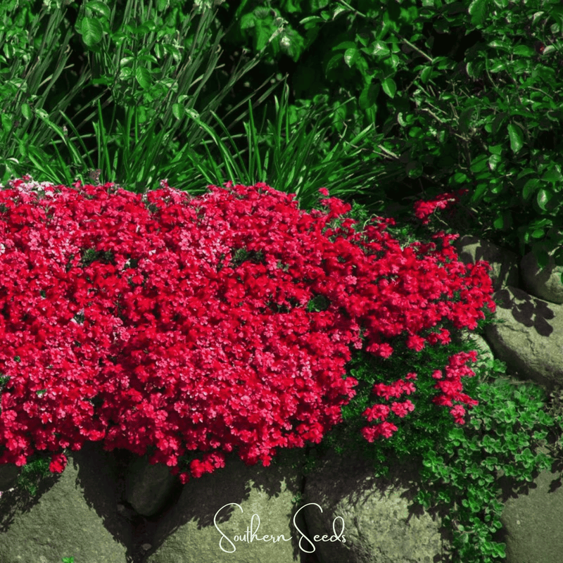 Load image into Gallery viewer, Cascade Red Rockcress – 50 Seeds
