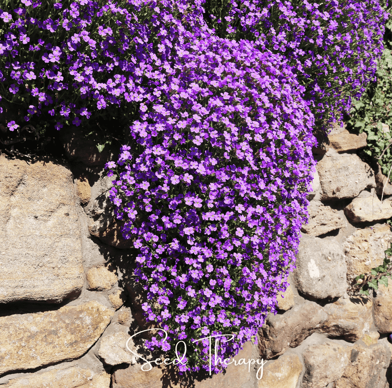 Load image into Gallery viewer, Purple Rockcress – 250 Seeds
