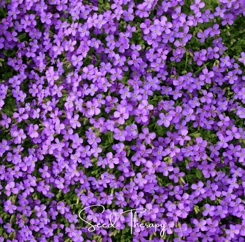 Load image into Gallery viewer, Purple Rockcress – 250 Seeds
