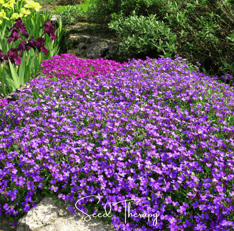 Purple Rockcress – 250 Seeds, additional product view 2