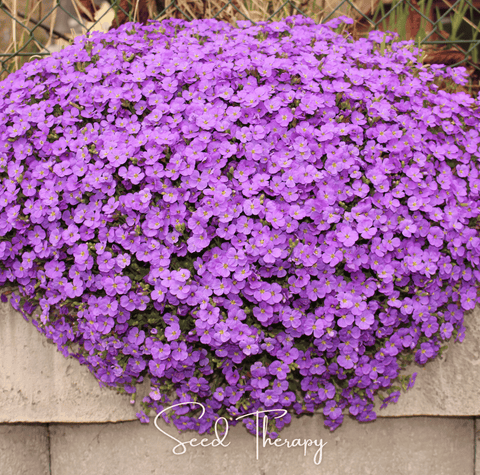 Purple Rockcress 250 Seeds